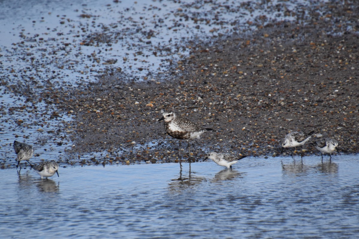 Black-bellied Plover - ML641090054
