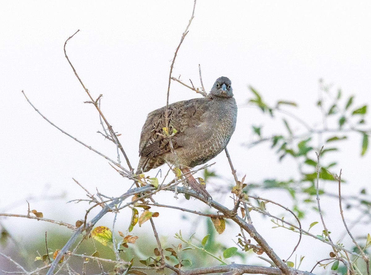 Red-billed Spurfowl - ML641090067