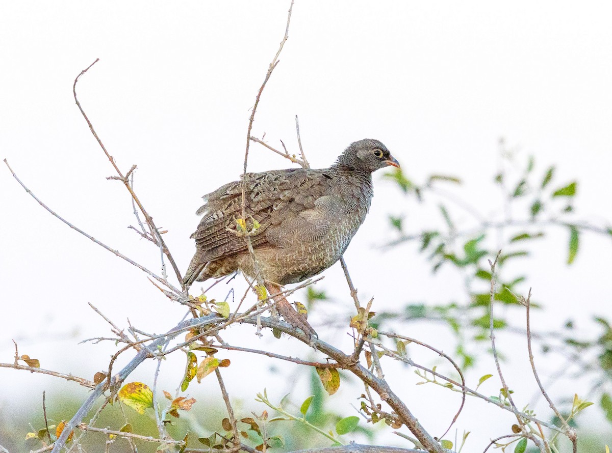 Red-billed Spurfowl - ML641090068