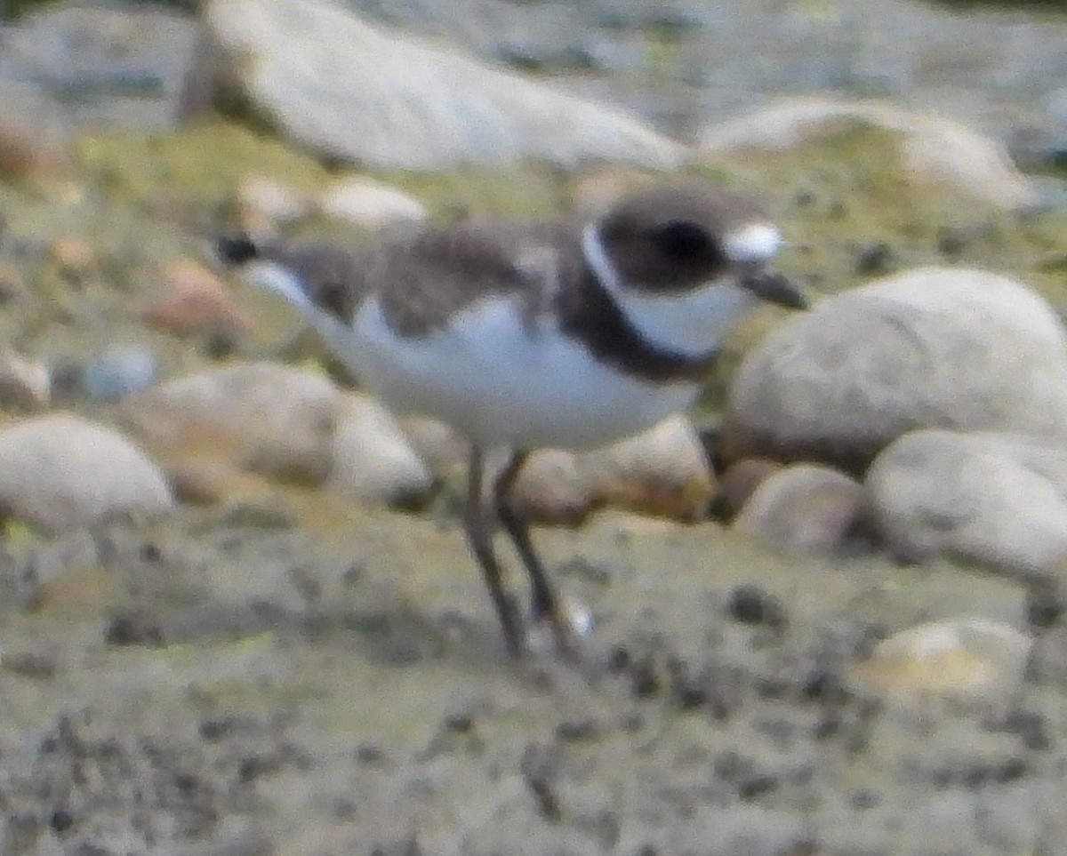 Semipalmated Plover - ML641090072