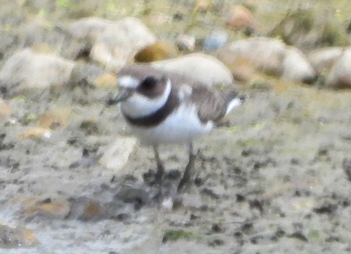 Semipalmated Plover - ML641090073