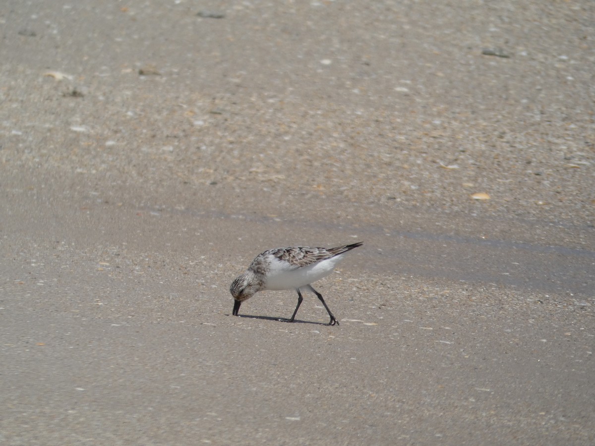 Sanderling - ML641090074