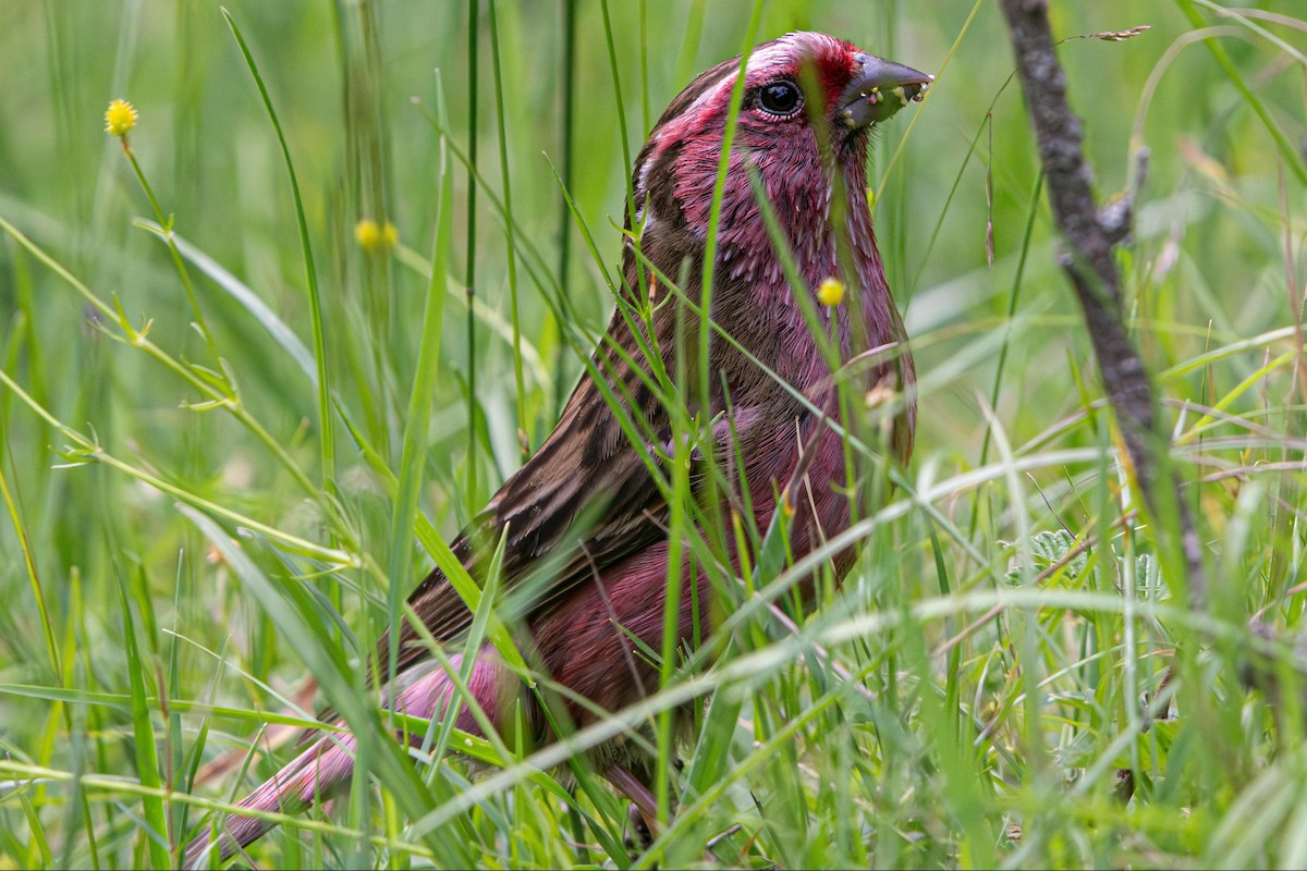 Chinese White-browed Rosefinch - ML641090081