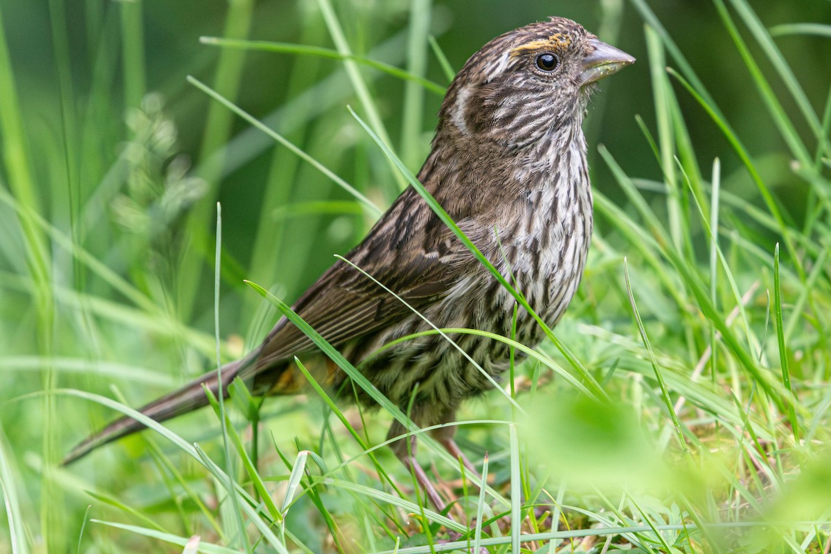 Chinese White-browed Rosefinch - ML641090082