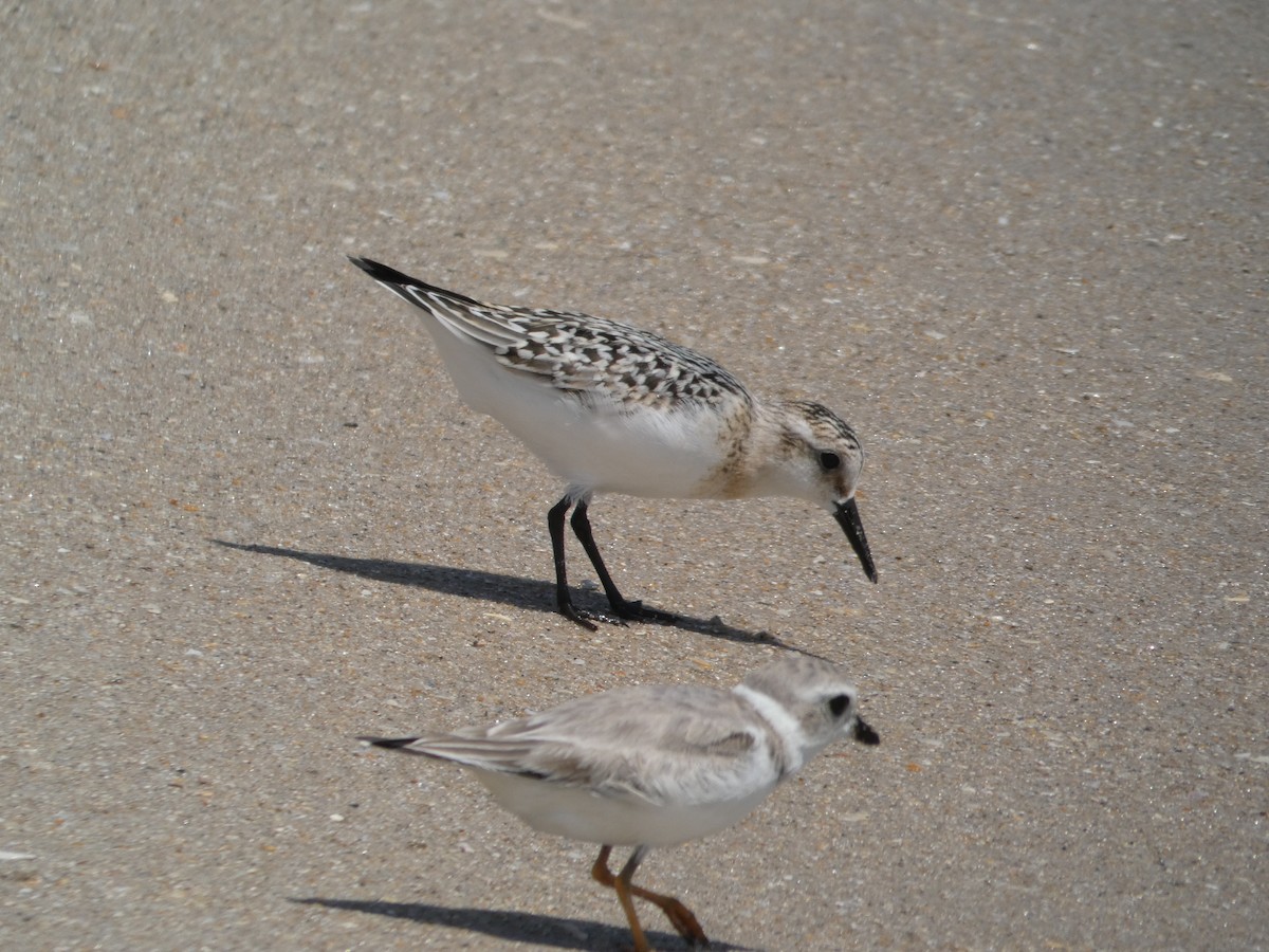 Sanderling - ML641090095