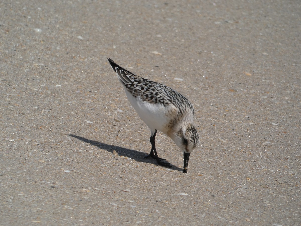 Sanderling - ML641090101