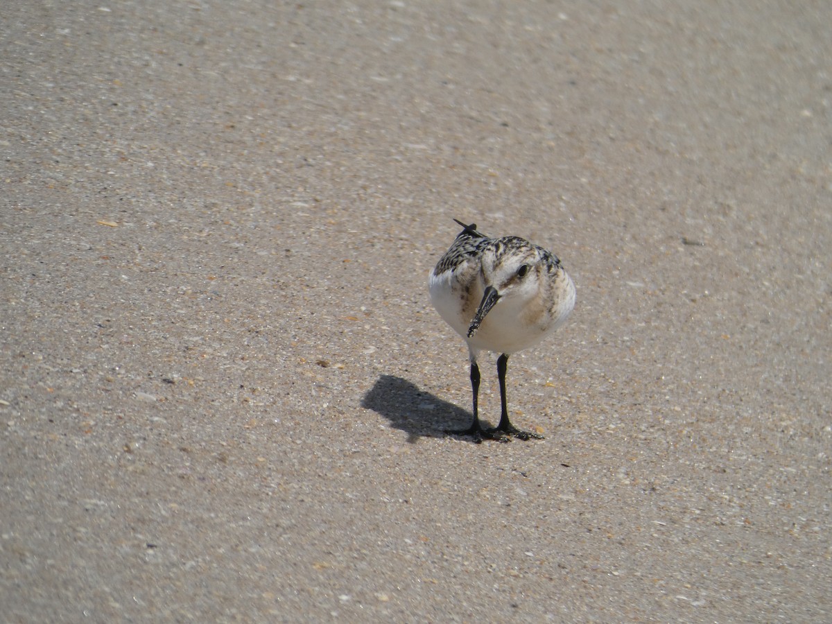 Sanderling - ML641090104