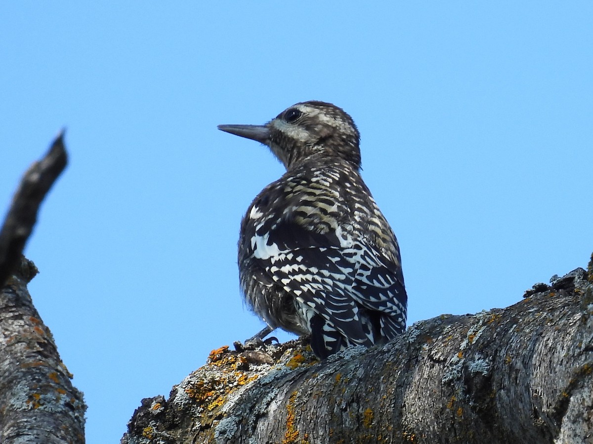 Yellow-bellied Sapsucker - ML641090119