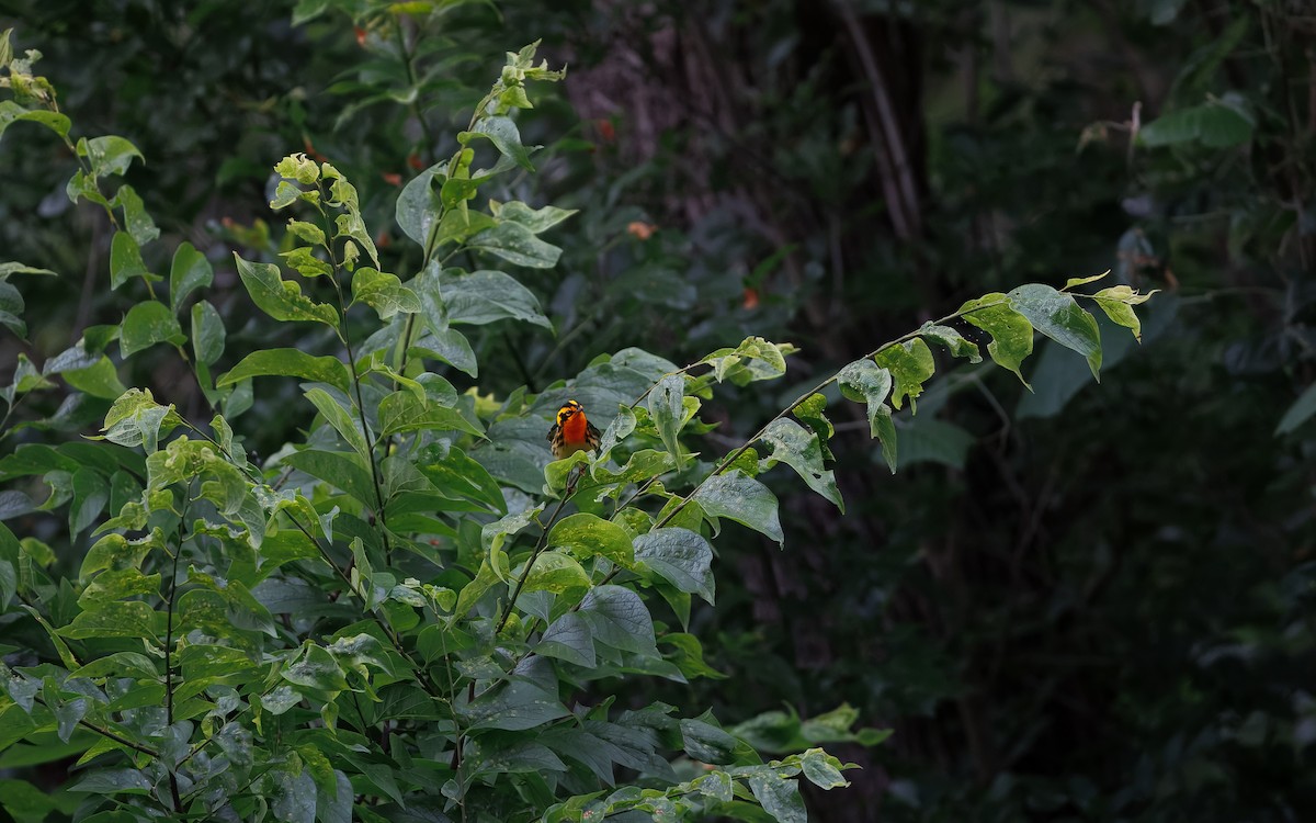 Blackburnian Warbler - ML641090125
