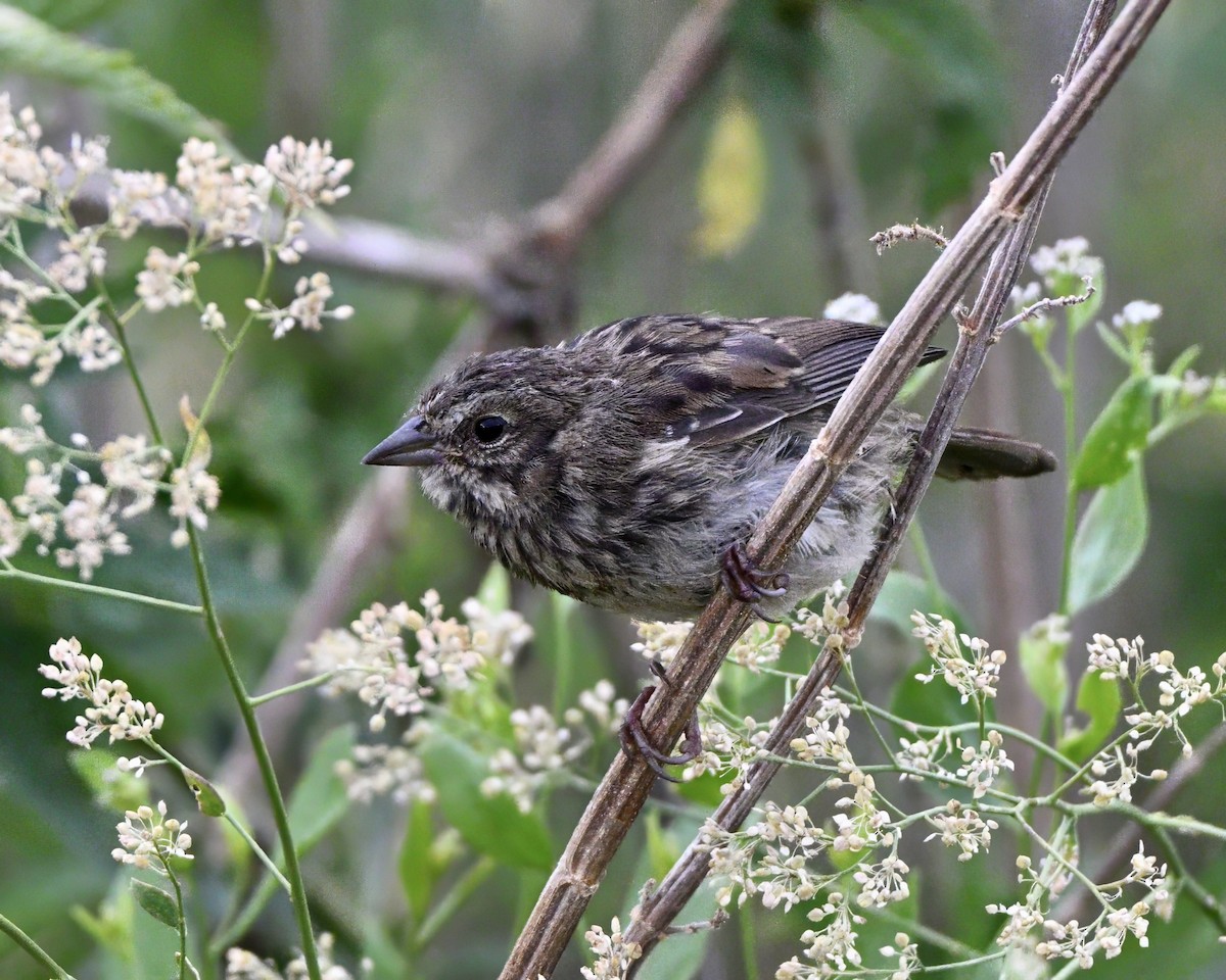 Song Sparrow - ML641090142