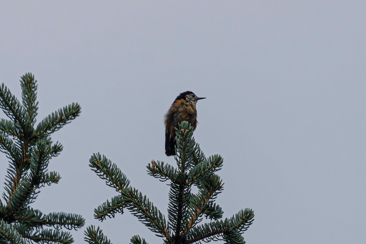 Przevalski's Nuthatch - ML641090147