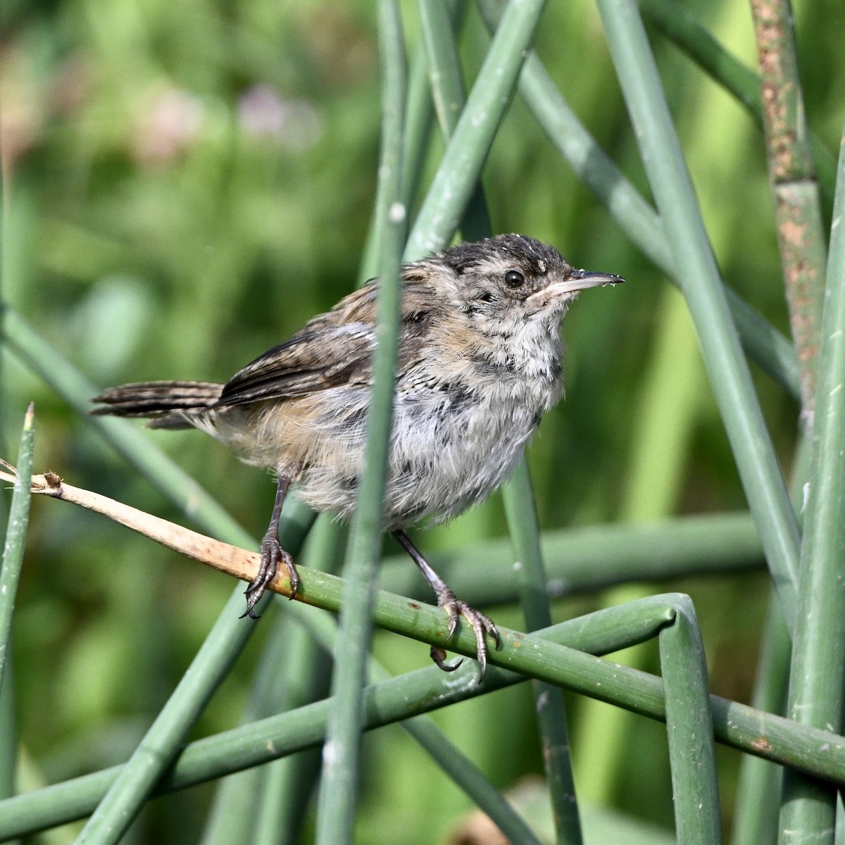 Marsh Wren - ML641090149