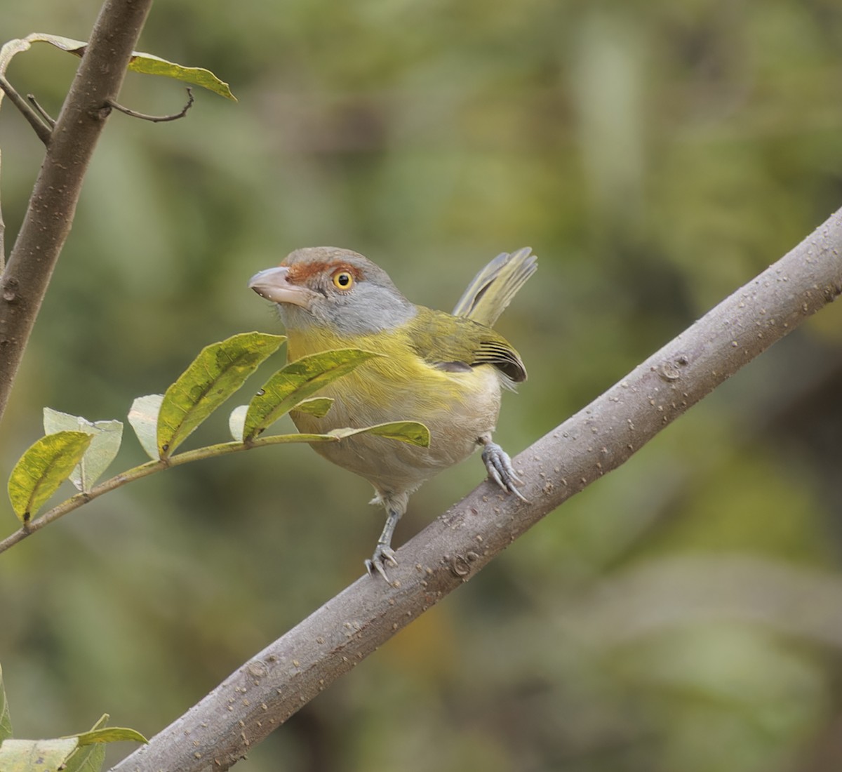 Rufous-browed Peppershrike - ML641090161
