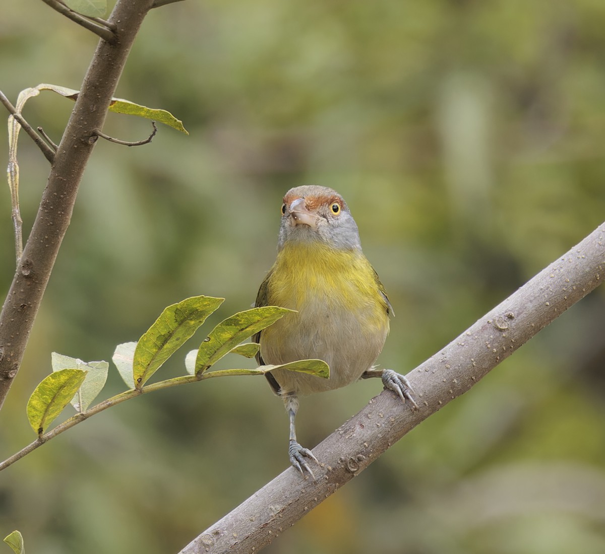 Rufous-browed Peppershrike - ML641090162