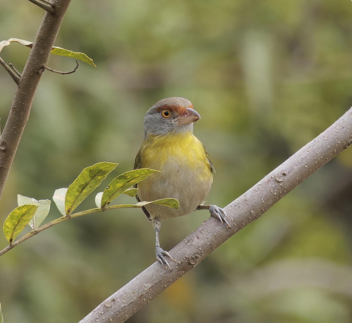 Rufous-browed Peppershrike - ML641090163
