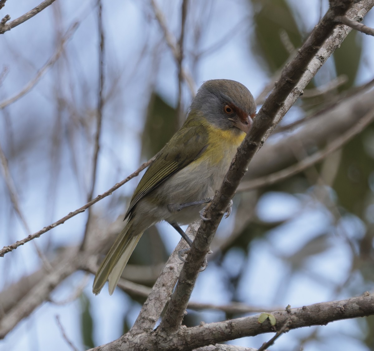 Rufous-browed Peppershrike - ML641090164