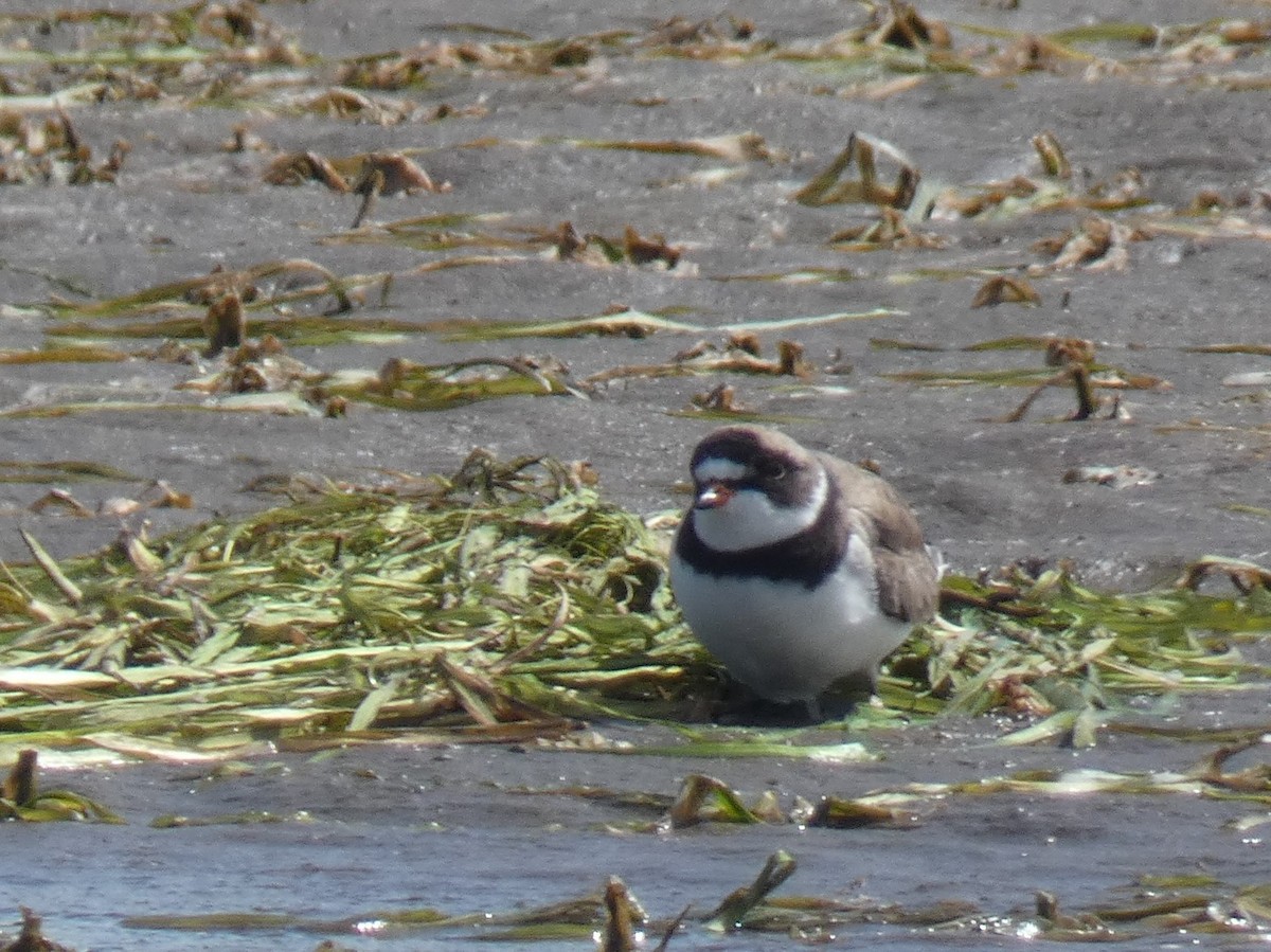 Semipalmated Plover - ML641090167