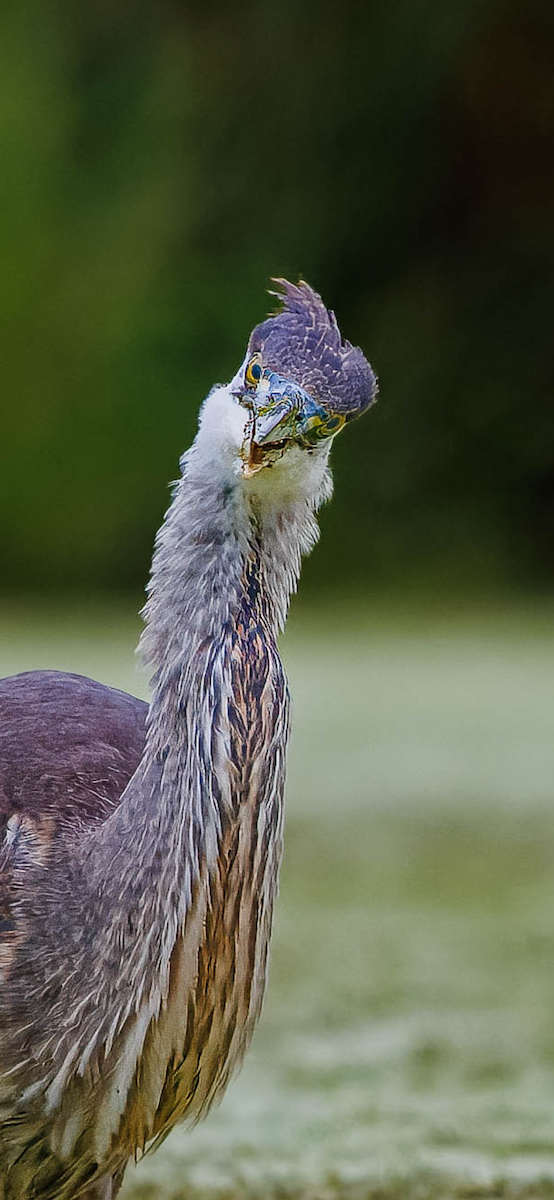 Great Blue Heron (Great Blue) - ML641090236