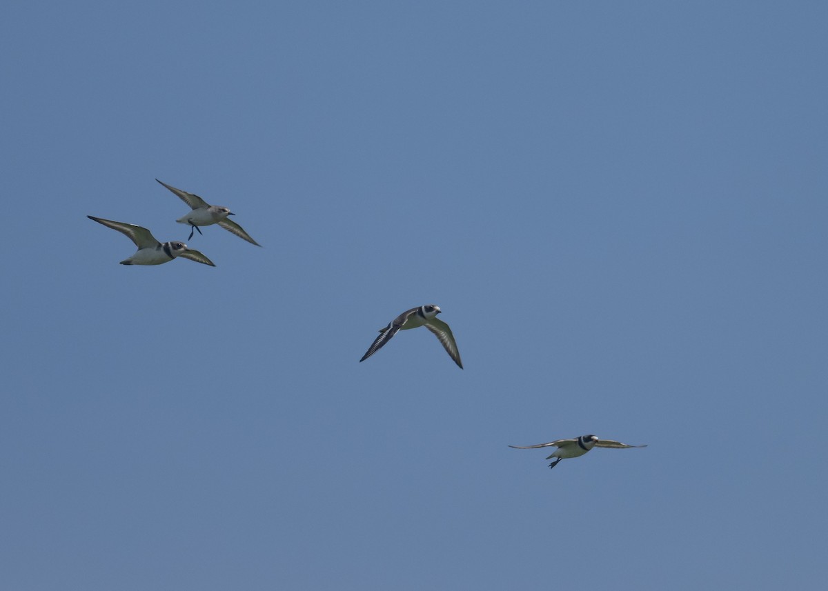 Semipalmated Plover - ML641090271