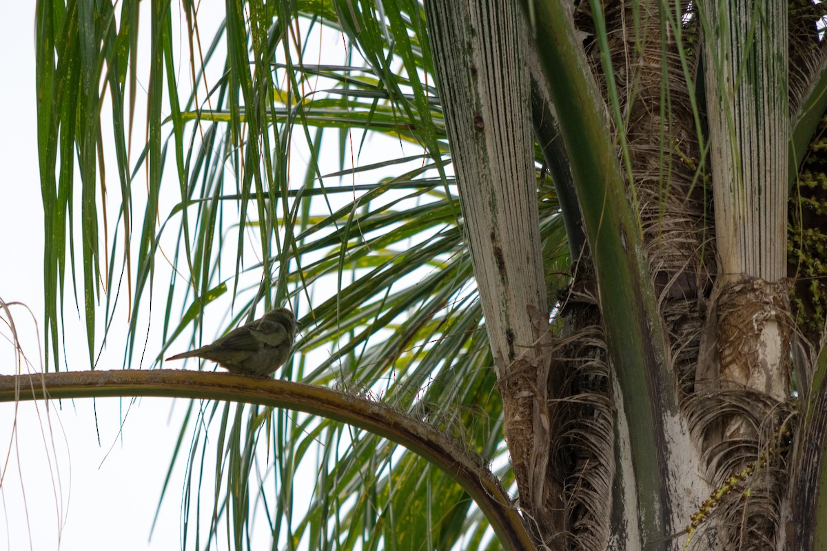 Palm Tanager - ML641090283