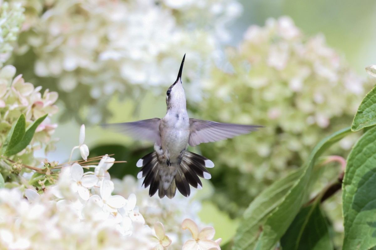 Ruby-throated Hummingbird - ML641090293