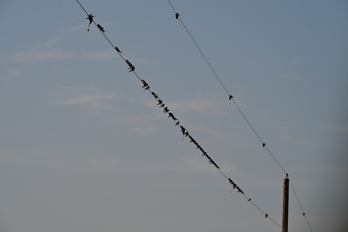 ツバメ - ML641090294