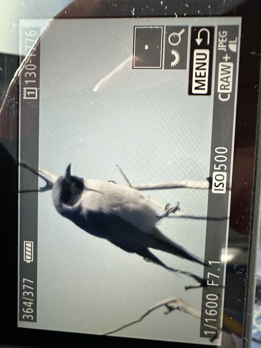 Masked Woodswallow - ML641090305