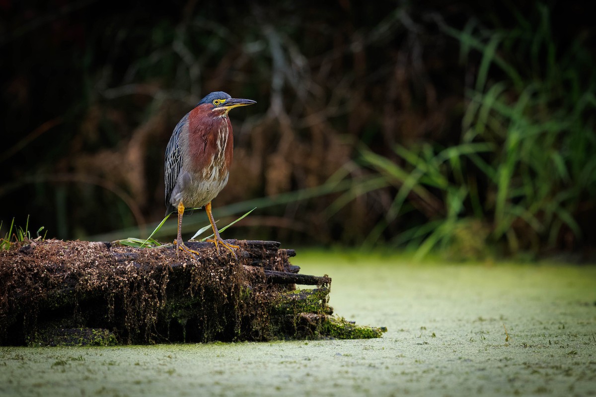 Green Heron - ML641090306