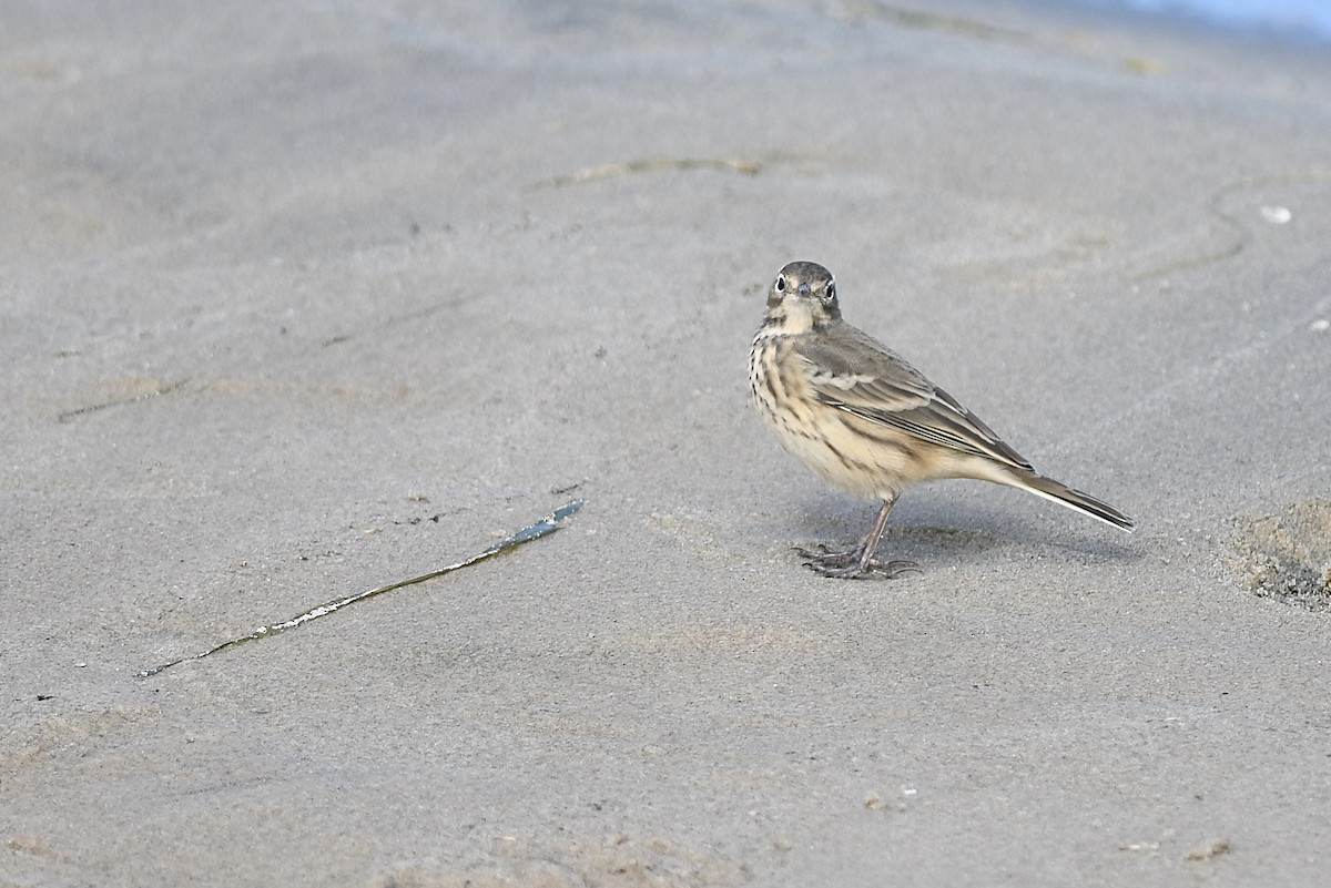 American Pipit - ML641090397