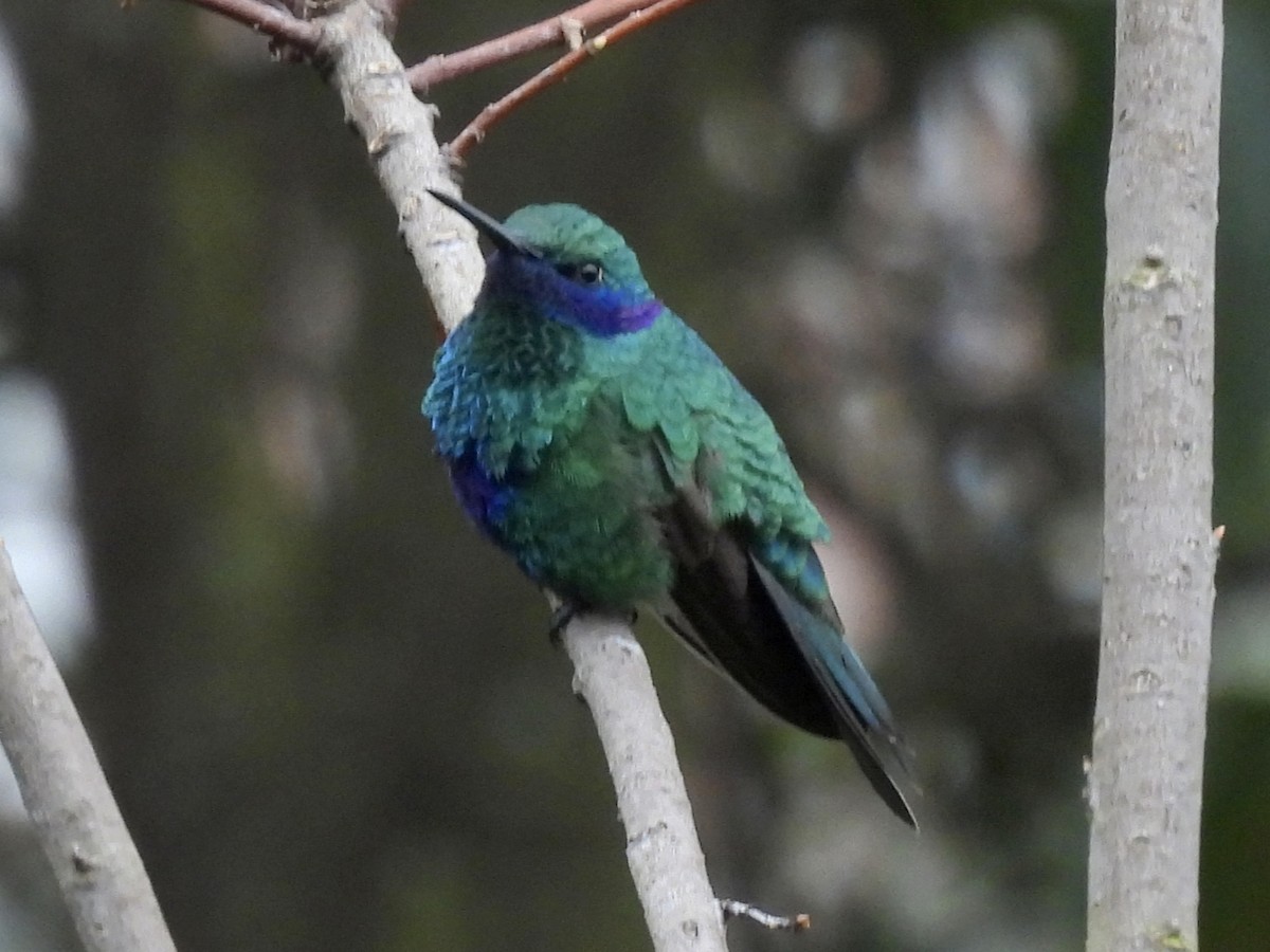 Sparkling Violetear - ML641090398