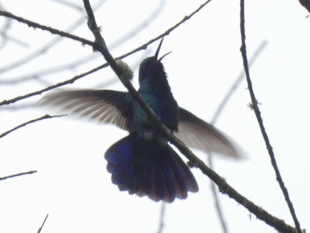 Sparkling Violetear - ML641090399