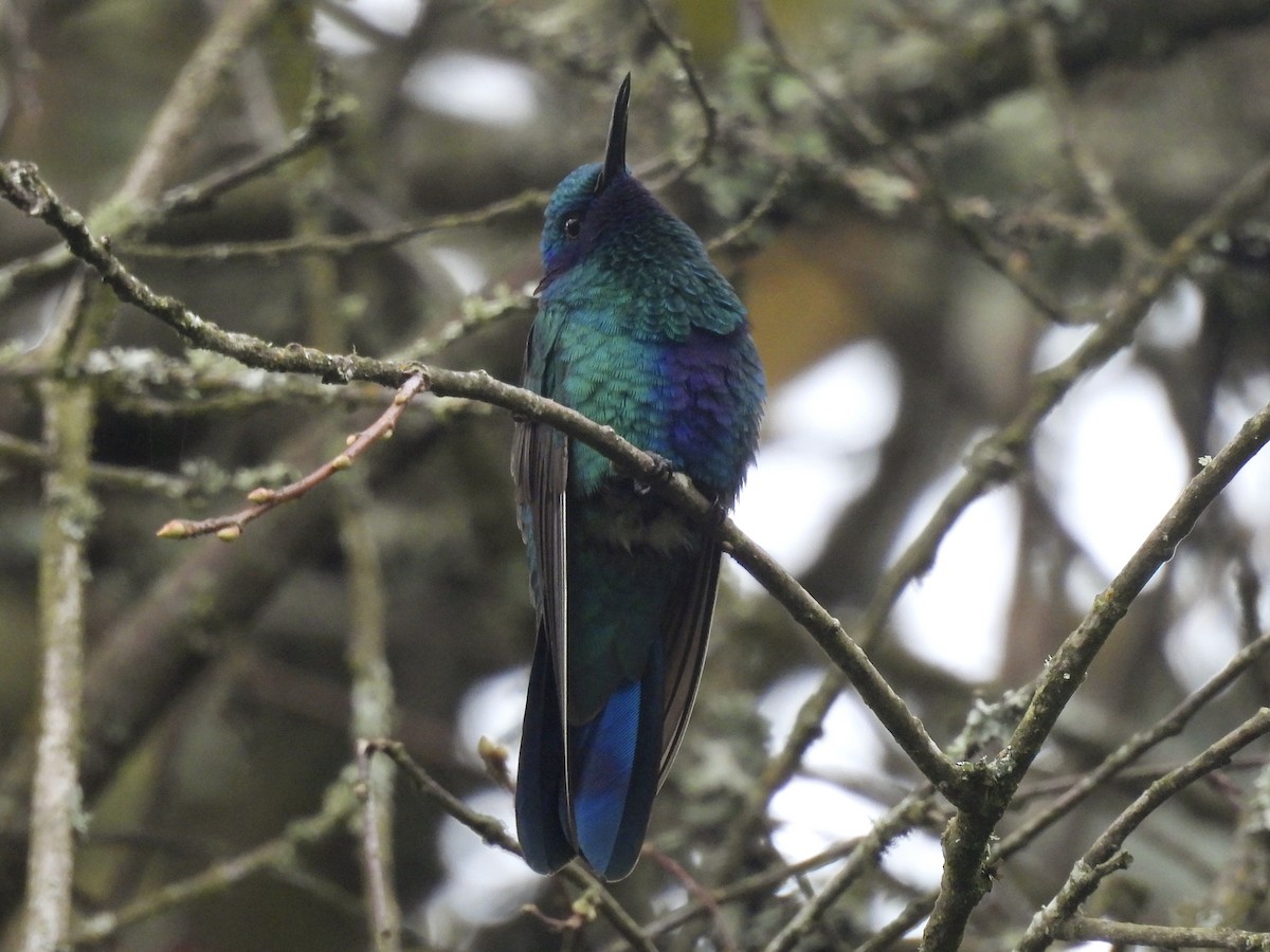 Sparkling Violetear - ML641090401