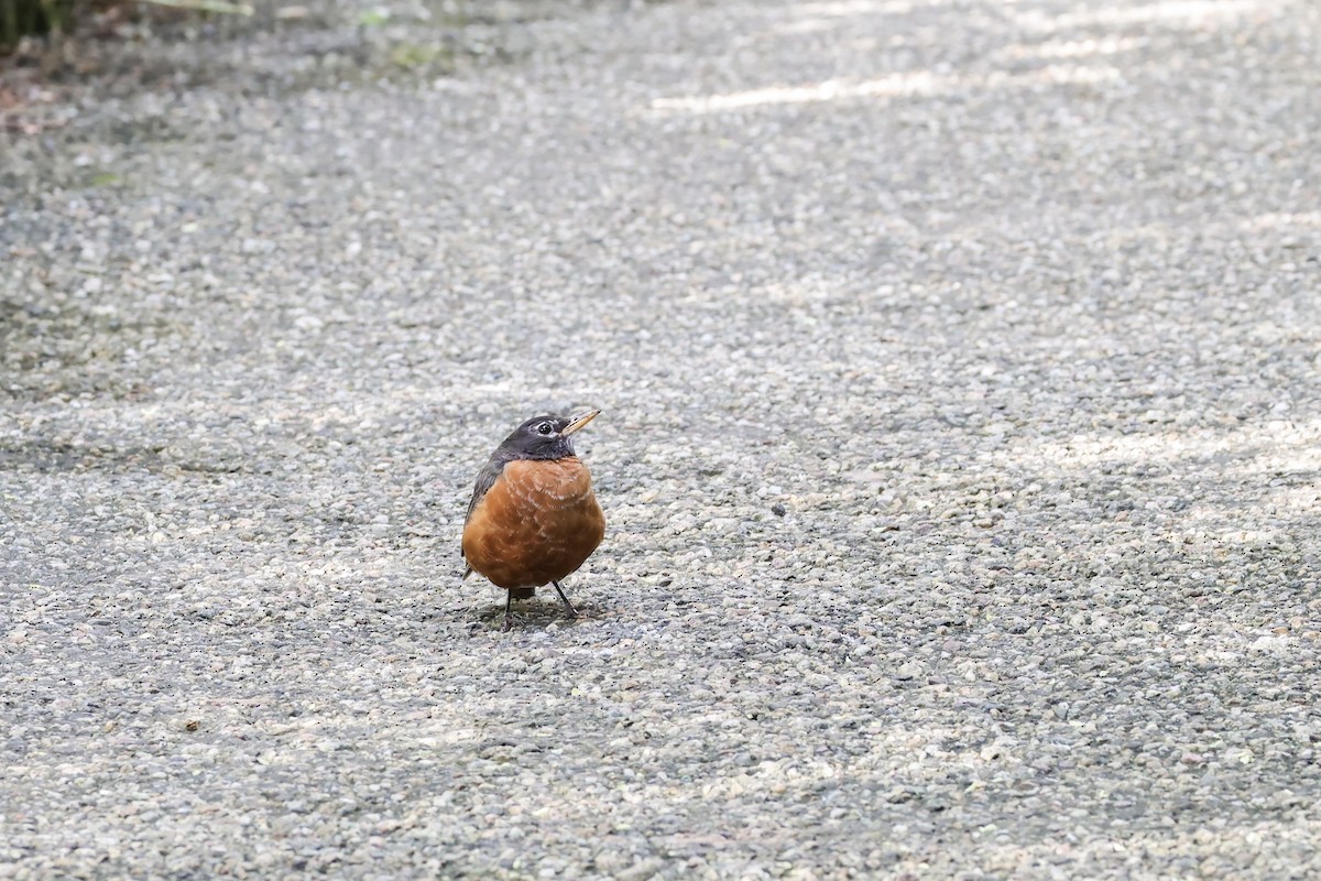 American Robin - ML641090406