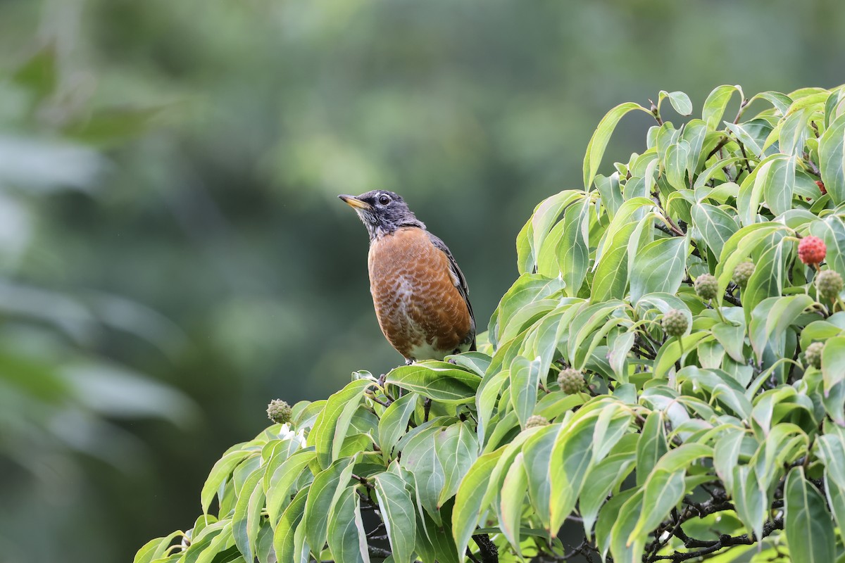 American Robin - ML641090407