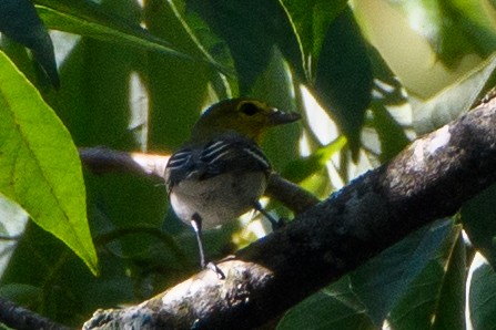 Yellow-throated Vireo - ML641090422