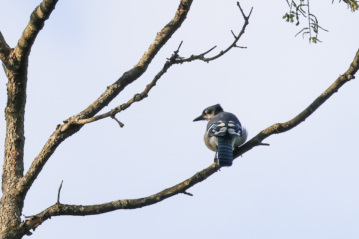 Blue Jay - ML641090436
