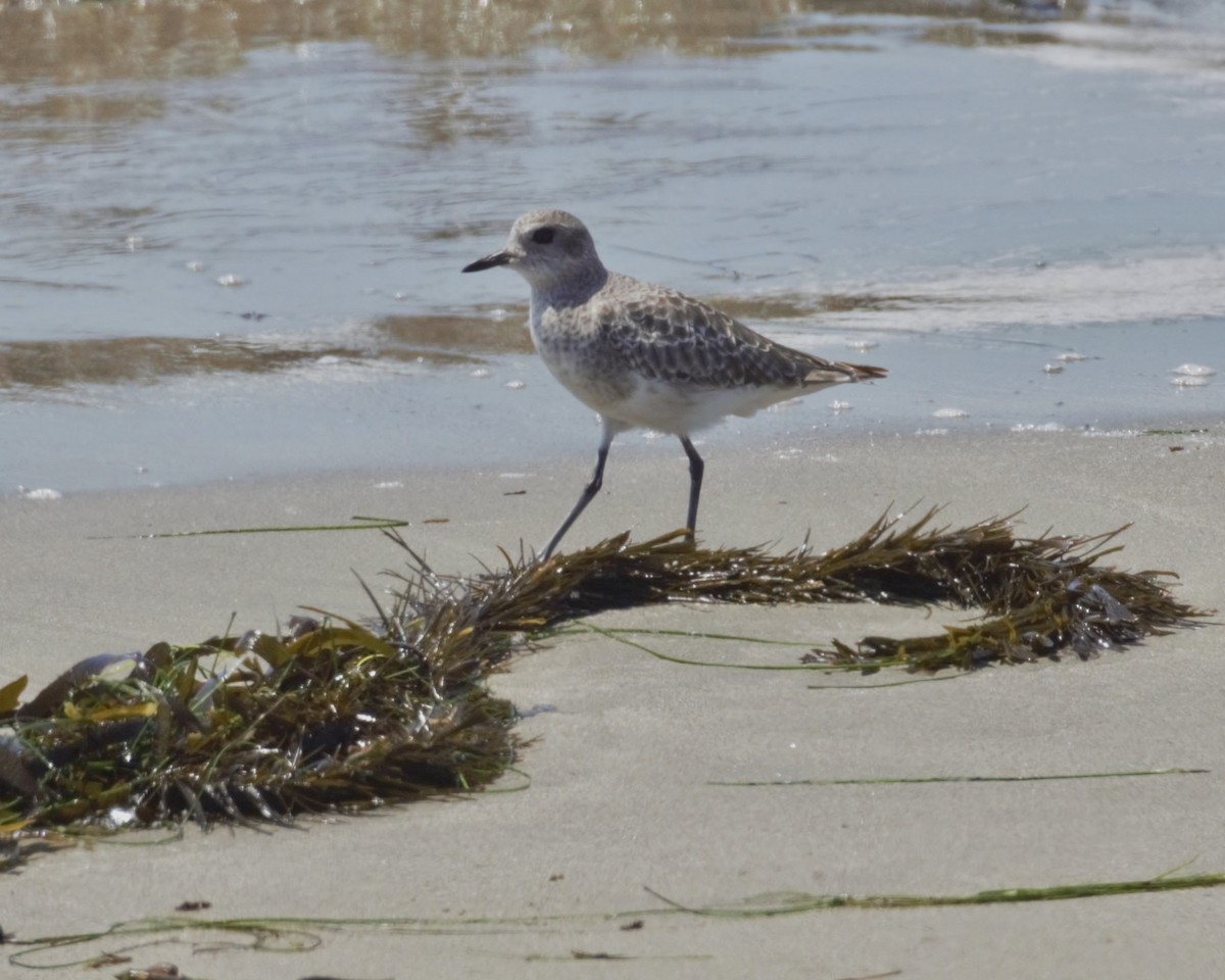 Black-bellied Plover - ML641090438