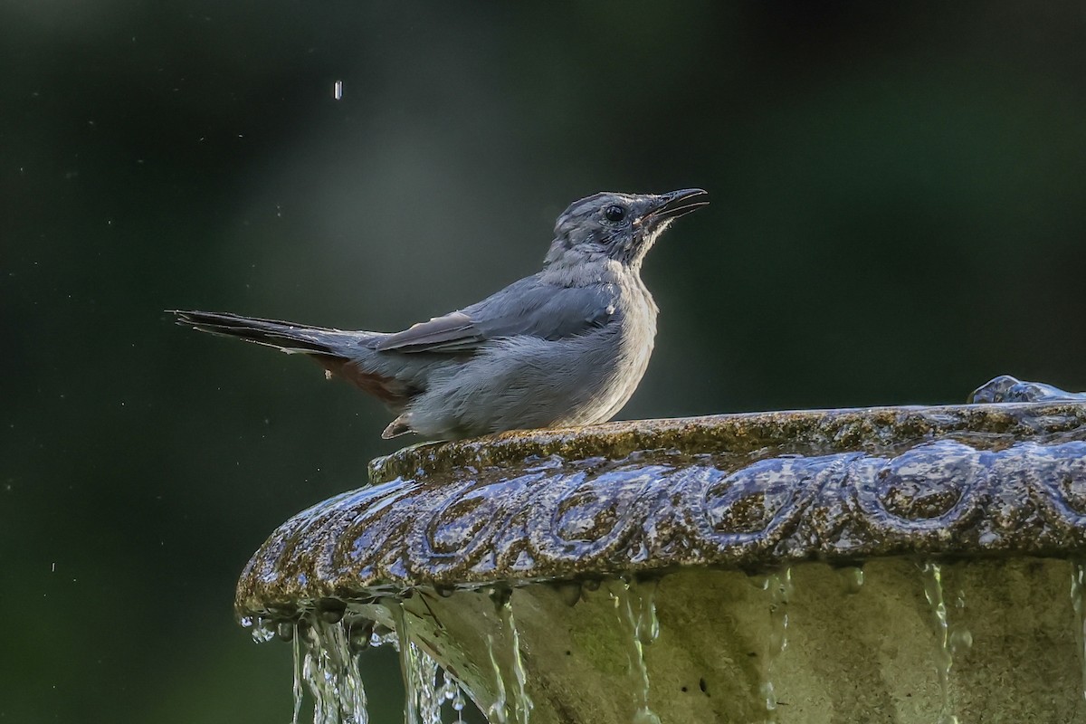 Gray Catbird - ML641090452