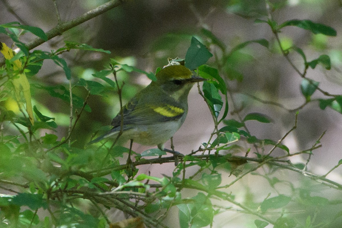 Golden-winged Warbler - ML641090459