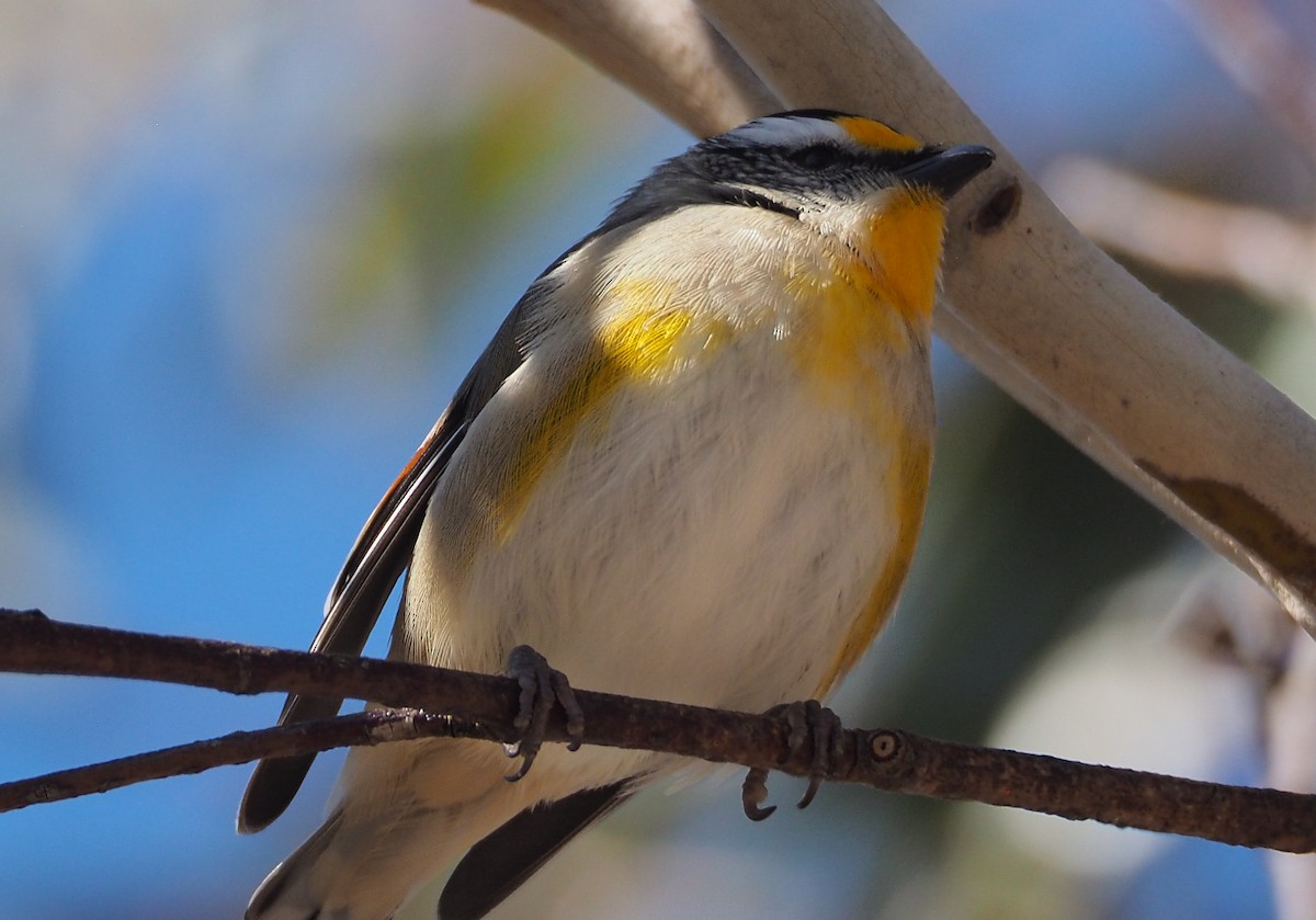 Striated Pardalote - ML641090485
