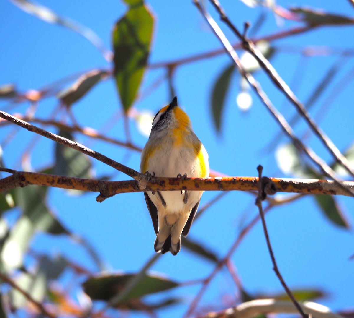Striated Pardalote - ML641090495
