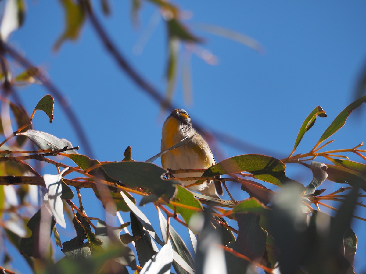 Striated Pardalote - ML641090498