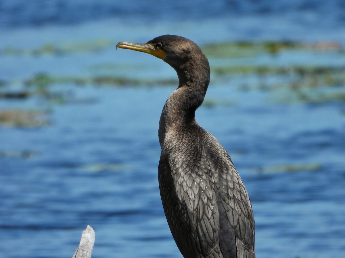 Double-crested Cormorant - ML641090505