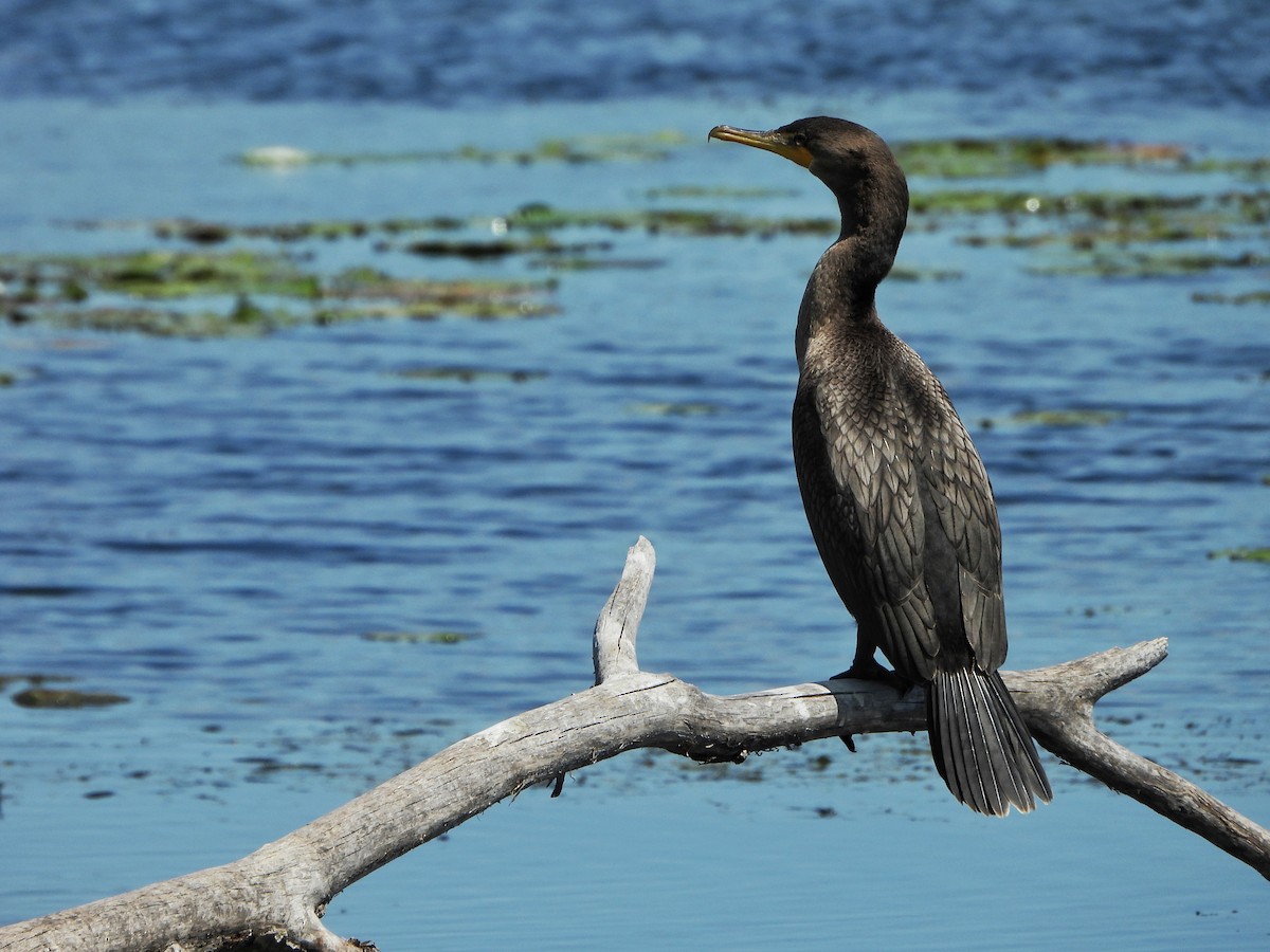 Double-crested Cormorant - ML641090506
