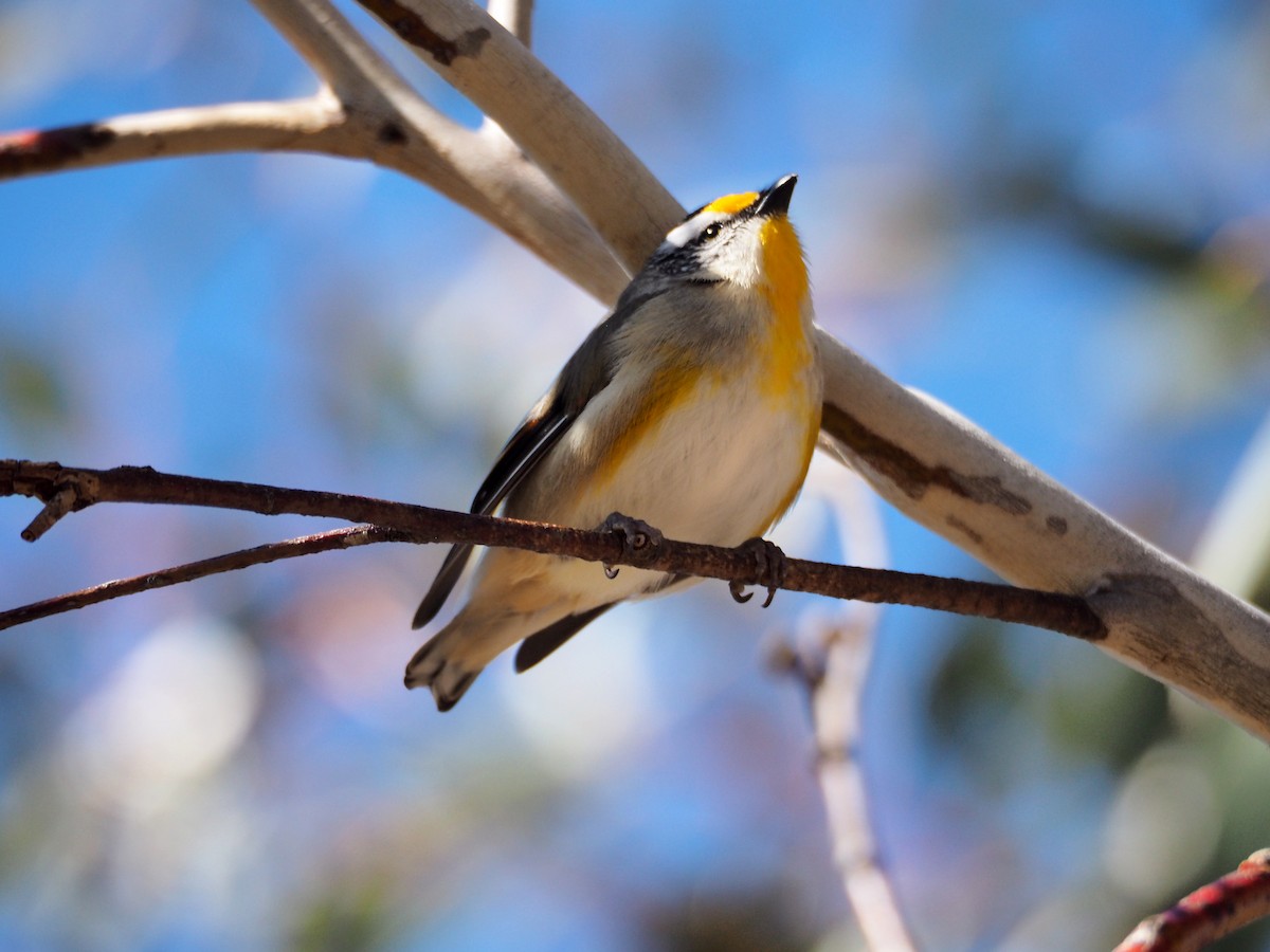 Striated Pardalote - ML641090514