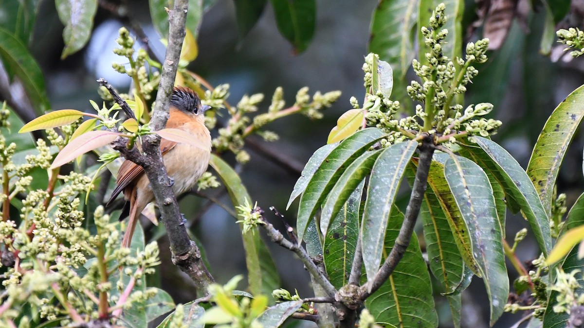 Chestnut-crowned Becard - ML641090516