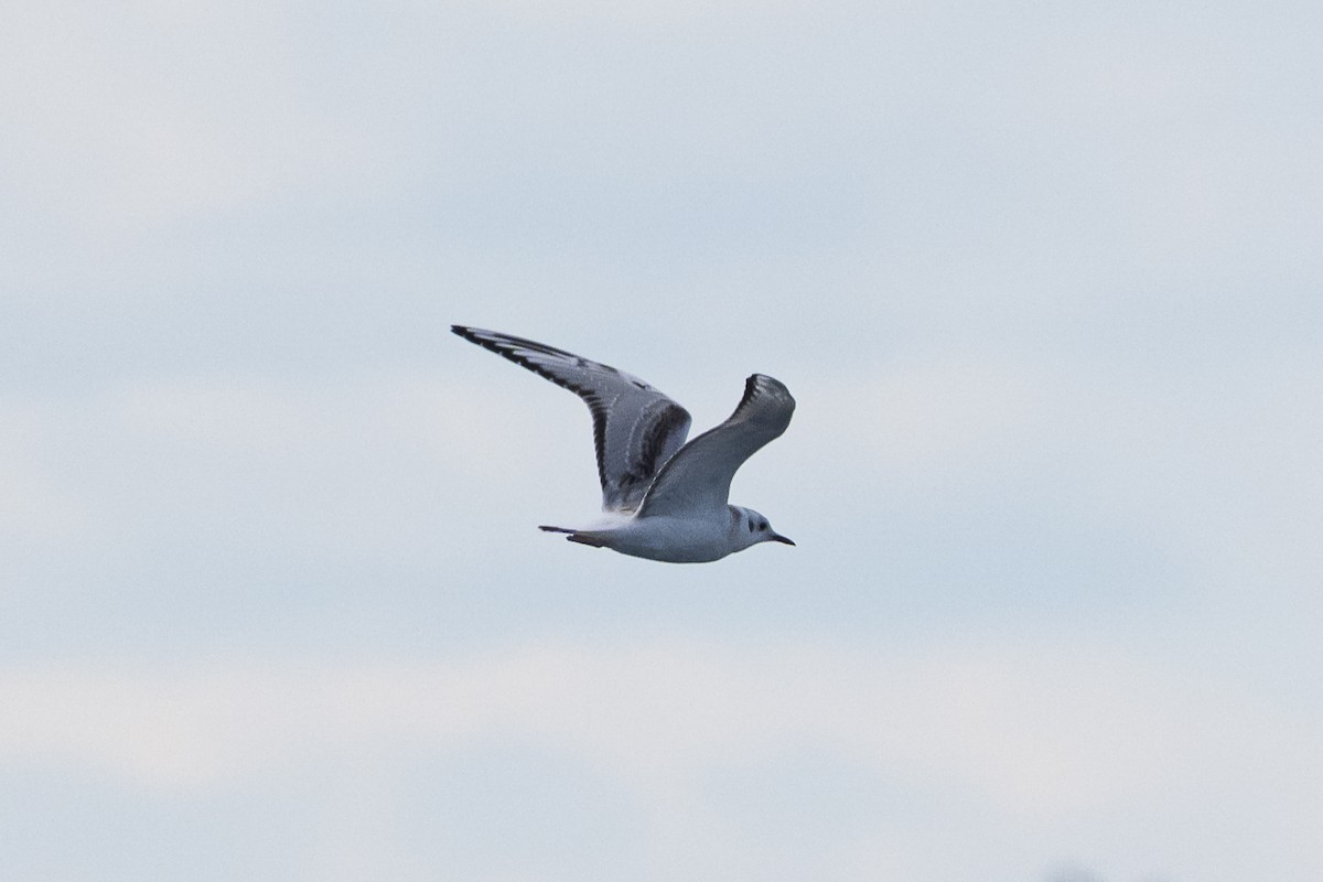 kanadahettemåke - ML641090521
