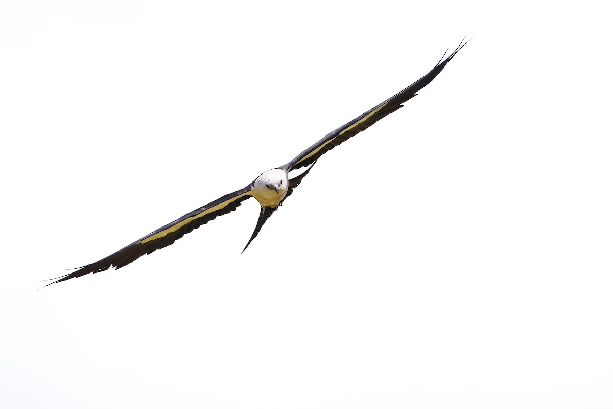Swallow-tailed Kite - ML641090533