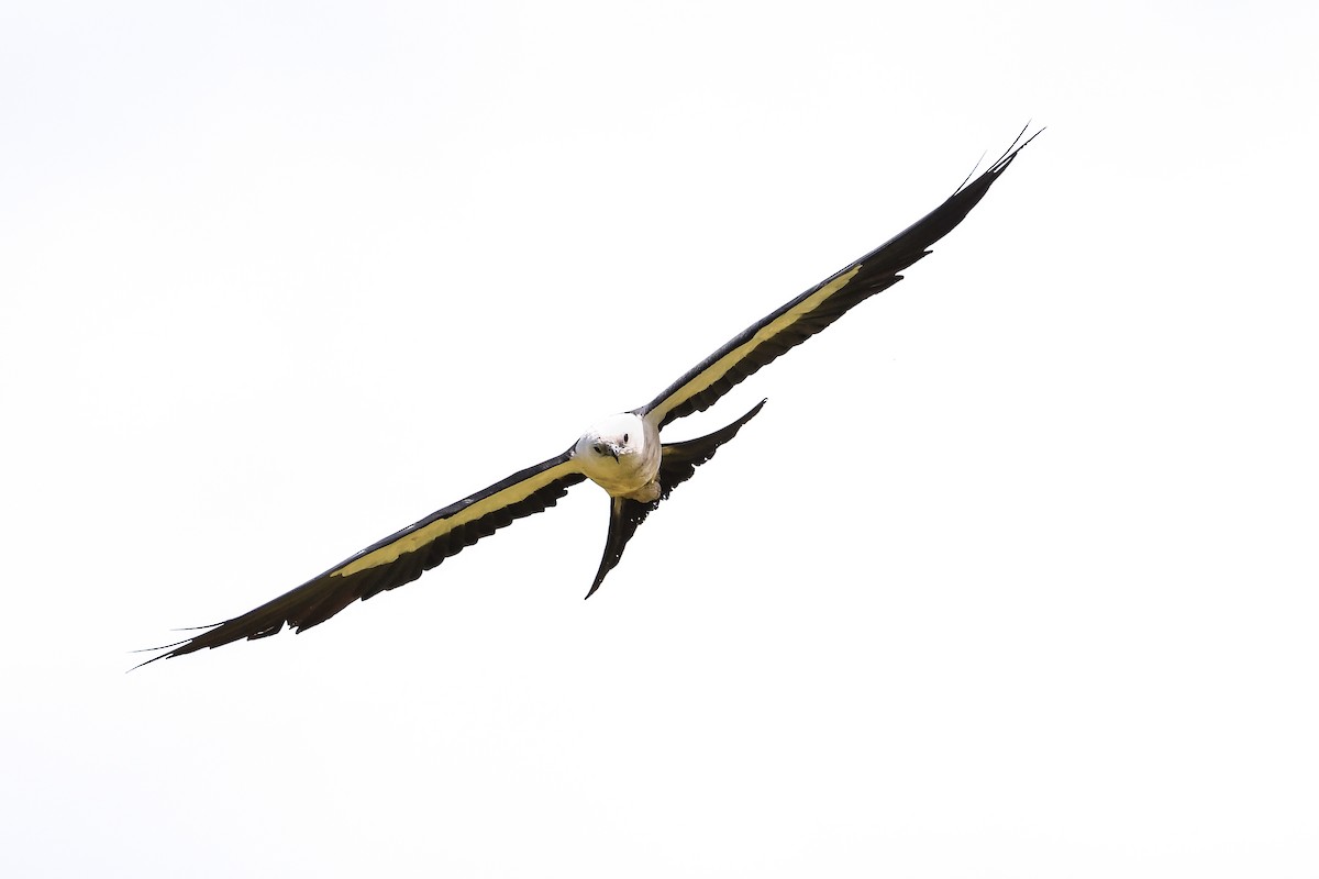 Swallow-tailed Kite - ML641090535