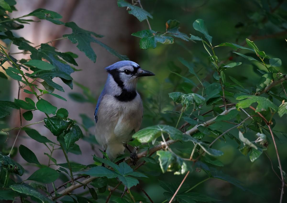 Blue Jay - ML641090543